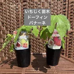2026年最新】イチジク苗 セットの人気アイテム - メルカリ