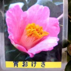 山野草（ボタン科） 紅花ヤマシャクヤク ～火の鳥 1茎立て - メルカリ