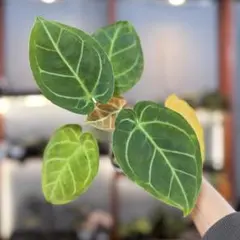 2026年最新】アンスリウム斑入りの人気アイテム - メルカリ