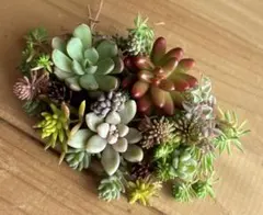 多肉植物　カット苗セット　①