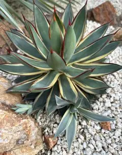 2026年最新】アガベ スノーグローの人気アイテム - メルカリ