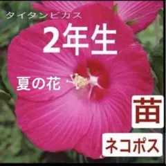 2026年最新】タイタンビカスの人気アイテム - メルカリ