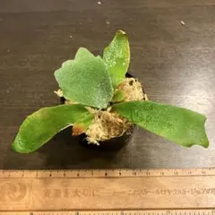 あちゃん様専用　ビカクシダ　ドワーフタツタ