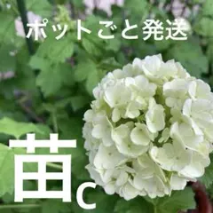 白のガクアジサイ 挿し木用挿し穂 白花ネコポス発送 - メルカリ