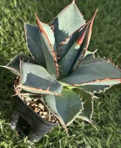 【極上最高級株】発根済み！大きめオリザバ②アガベ　極上株 4497 「激レア高級品種】アガベ チタノタ 蟹 2株セット【発根