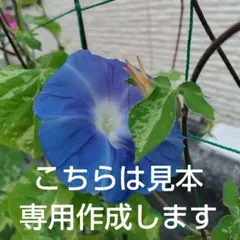 バタフライピー　種50粒位 アンチエイジングお茶にも。