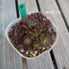 ☆スプリングワンダー×プロリフィカ○古都の葉さん○多肉植物 - メルカリ