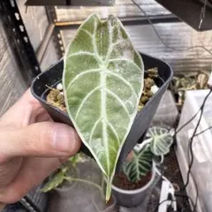 2025年最新】アロカシア 斑入り ピンクの人気アイテム - メルカリ