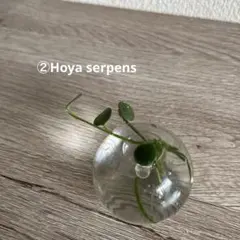 ホヤ セルペンスHoya serpens 3株植え 花座付 - メルカリ