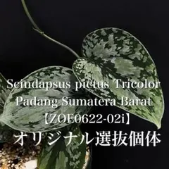 ランチュウ様専用大株 スキンダプサス パラヒヤンガン トリカラー