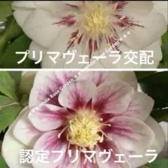 26-099 ホワイトプリマヴェーラ交配 加藤農園クリスマスローズ 2026年最新】加藤農園 プリマヴェーラの人気アイテム - メルカリ