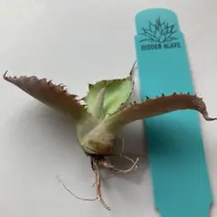 ゴジラ様 リクエスト 2点 まとめ商品