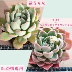 Ku☆様 リクエスト 2点 まとめ商品