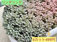 多肉植物 リンダリンダ【抜き苗】 - メルカリ