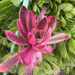 アエオニウム 朱雀 大苗 抜き苗 多肉植物 - メルカリ