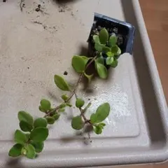 arice様 リクエスト 3点 まとめ商品