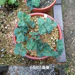 山野草 北岳固有種 北岳草 8号鉢火山礫植え - メルカリ