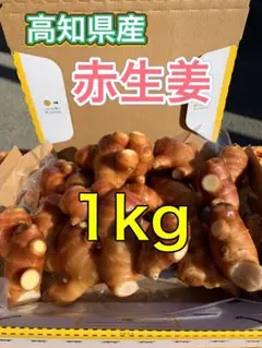 赤生姜 しょうが 種　1kg 高知県産 赤生姜 しょうが 高知県産 1kg - メルカリ