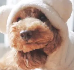 フード付き犬服 ピンク トワエモア　サイズＳ