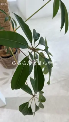 らららんどさん専用