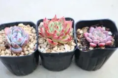 エケベリア3品種セット「パープルロック&トスカネッリ&ピンクジェニー」