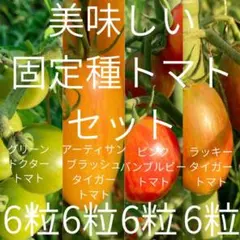 2/26、2025年産、黒松種、静岡県産、500個以上 - メルカリ
