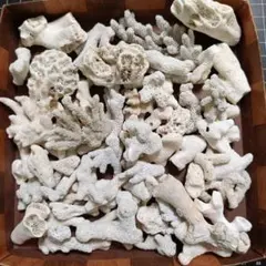 2026年最新】珊瑚 置物の人気アイテム - メルカリ