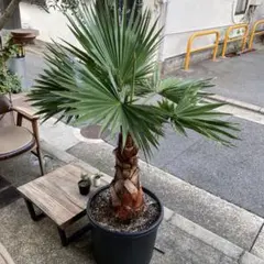 耐寒性ヤシ　和シュロ　棕櫚　約190cm 引き取り限定 耐寒性ヤシ 和シュロ 棕櫚 約190cm 引き取り限定 - メルカリ