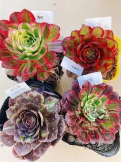 96 多肉植物 アエオニウム 抜き苗 4種セット