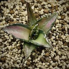 2026年最新】アガベシーザー錦の人気アイテム - メルカリ