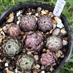 2025年最新】ジョビバルバ ヒルタの人気アイテム - メルカリ