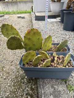 今週価格〛ウチワサボテン ノパル オプンティア 大株古株 - メルカリ