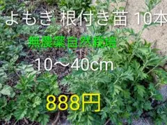 無農薬 自然栽培 よもぎ 根付き苗10本＋1本補償 蓬 ハーブ食用10〜30cm