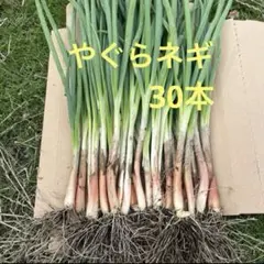 ネギ苗　やぐらネギ　面白野菜　農薬不使用　30本(＋α)のサムネイル