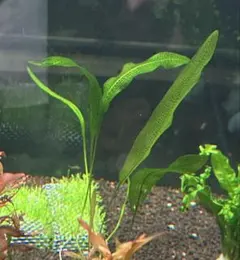 2025年最新】レースプラントの人気アイテム - メルカリ