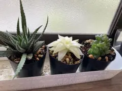 t.1010aiko様 リクエスト 2点 まとめ商品