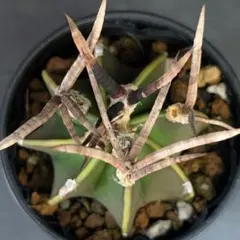 선인장 아스트로피툼 버팔로 대형 포토메다마 (국산 모종)