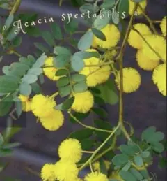 ✨2026 春✨Spectabilis 