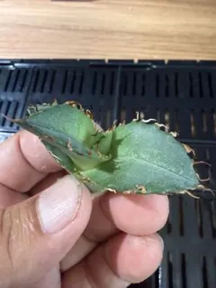 ゆ*ん様 アガベ チタノタ 福建白鯨 胴切り子株（OC）未発根 オテロイ4株セッのサムネイル
