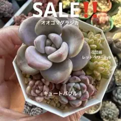多肉植物カット苗♡オオゴマダラジカ　キュートバブル　花団錦レッドベリーhyb