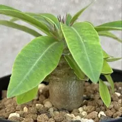 しゅう様 リクエスト 2点 まとめ商品