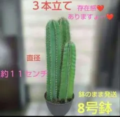 柱サボサボテン鬼面角　太くて長〜い❤丈夫な３本立て 鉢のまま発送致します♪のサムネイル