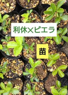 2025年最新】クリスマスローズ ピエラの人気アイテム - メルカリ