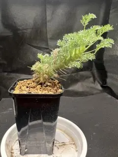 モンソニア　ヘレー　実生② Monsonia peniculina 【モンソニア・ペニクリナム・実生】 | RIMO'S