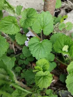 八ヶ岳 農薬不使用 カキドウシ 大量 箱いっぱい カキドオシ - メルカリ