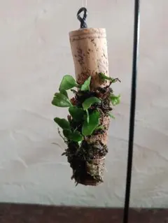 あずかものはし様 リクエスト 2点 まとめ商品