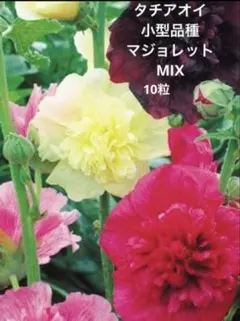 ✴︎Ravi✴︎様 リクエスト 2点 まとめ商品