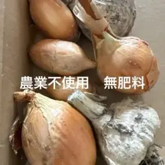 ミニミニ玉ねぎとニンニクの詰め合わせ　農薬不使用　無肥料のサムネイル