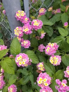 楓様専用、ランタナ、ポット苗、黄～ピンク、ネコポス発送