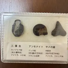 化石セット 三葉虫 アンモナイト サメの歯のサムネイル